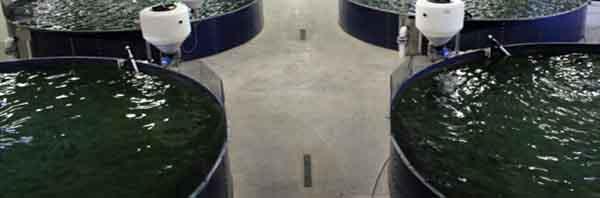 에나마일 된 유리 볼트 된 강철 탱크 / 30000 갤런 물 저장 탱크 0